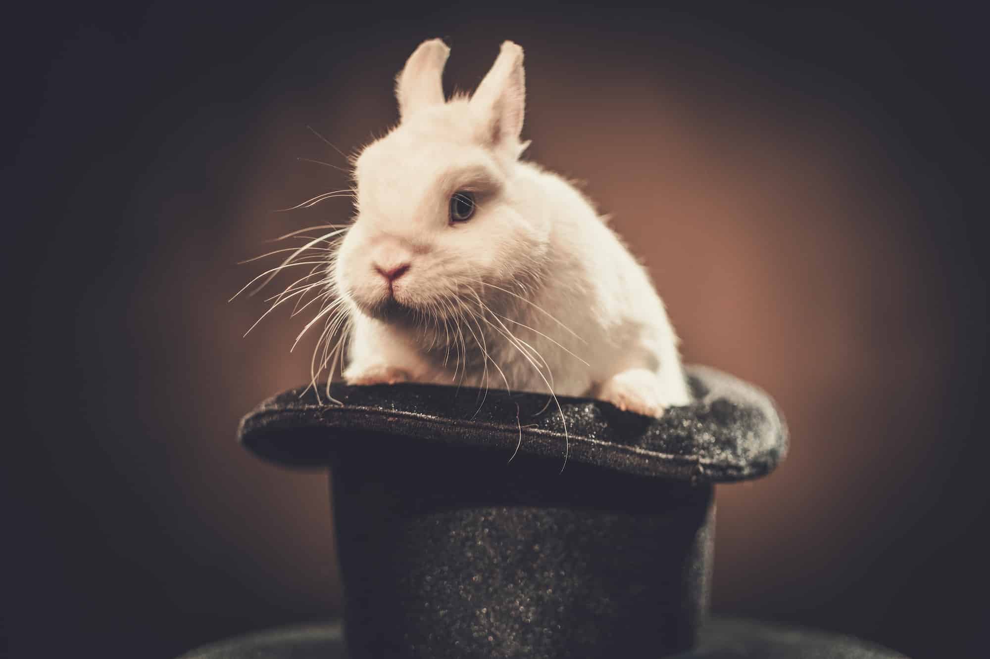 Little rabbit in a magician hat
